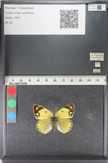 Media type: image;   Entomology 125262